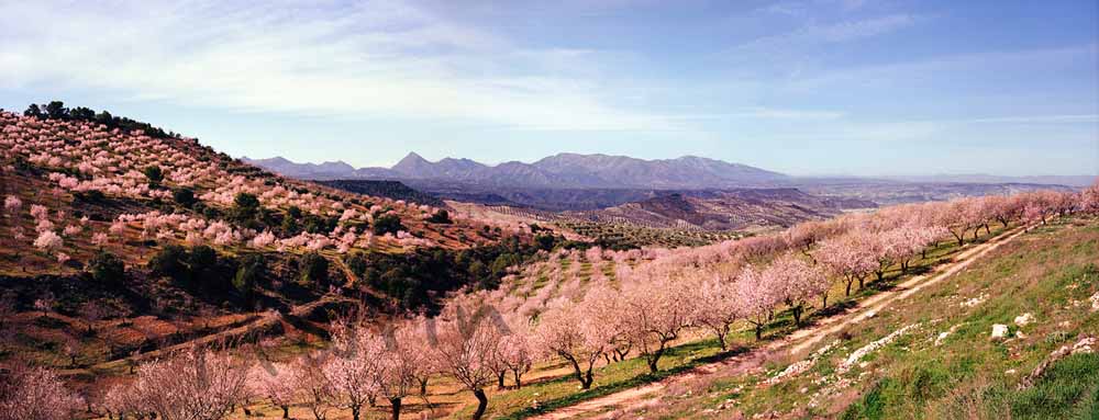 15 Almond groves, Si#10007