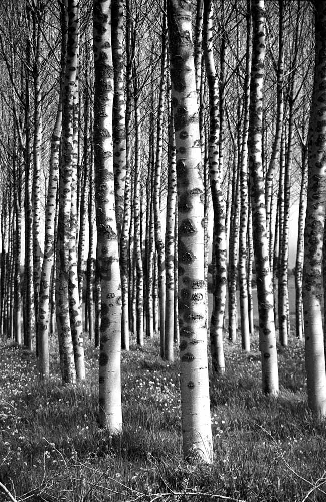 28 White Poplars