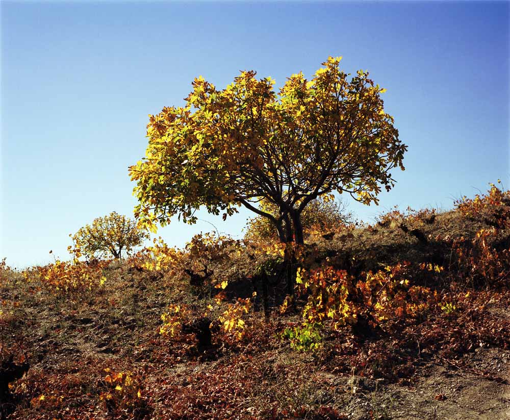 29 Fig tree & vines