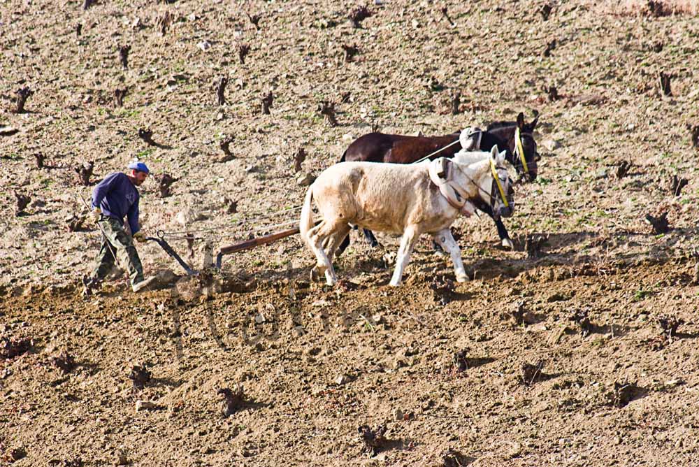 32 Ploughing