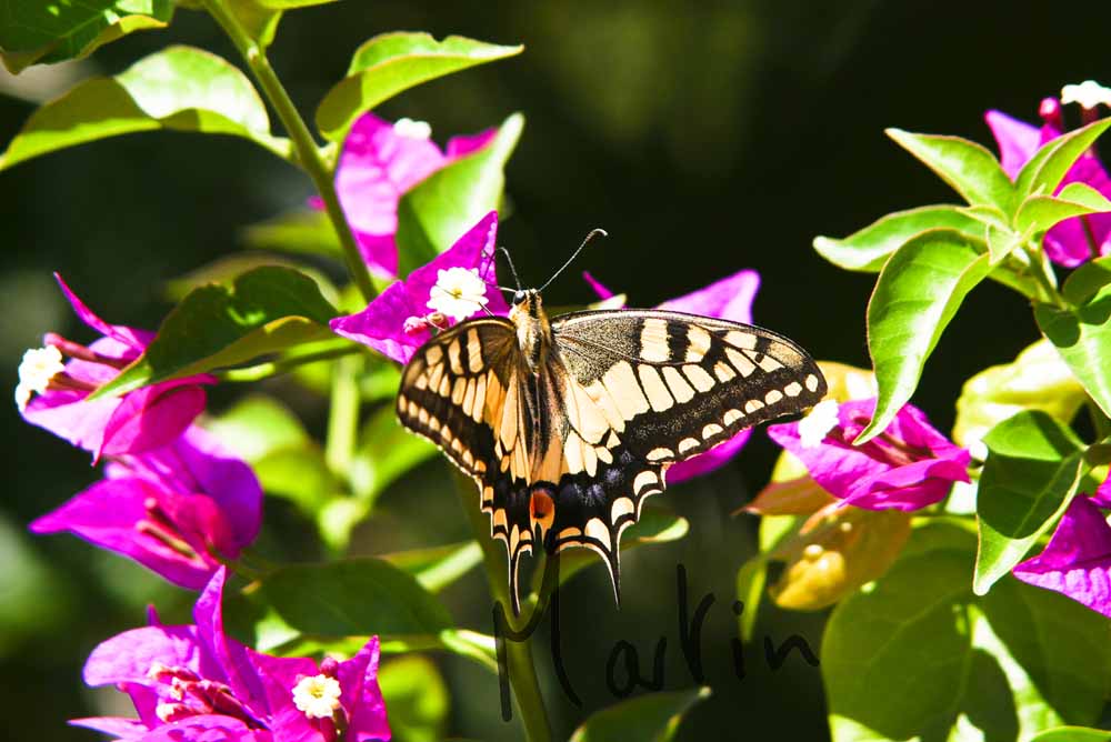 4 Swallowtail