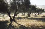 25 Olive grove, Cazorla