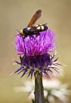 5 Thistle & Wasp